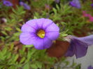 Calibrachoa Blue (2014, Oct.09)