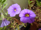 Calibrachoa Blue (2014, Oct.09)