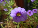 Calibrachoa Blue (2014, Oct.09)