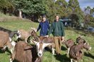Capre frumoase Toggenburg-9y