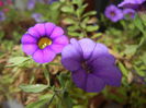 Calibrachoa Blue (2014, Oct.09)