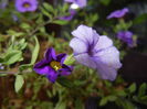 Calibrachoa Blue (2014, Oct.09)