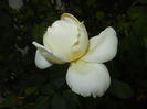 Rose Adriana (2014, September 15)