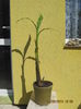 sau pentru schimb cu alte plante.....