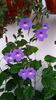 Achimenes Annie Belle