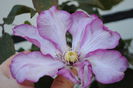 clematis Betty Risdon