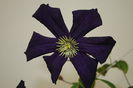 clematis Romantika
