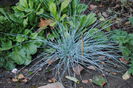 festuca Elijah Blue, 12 oct