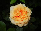 Orange Miniature Rose (2014, May 27)