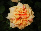 Orange Miniature Rose (2014, May 27)