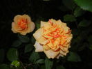 Orange Miniature Rose (2014, May 27)