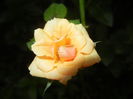 Orange Miniature Rose (2014, July 29)