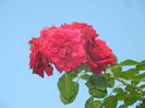 Rose Blaze Superior (2014, Sep.13)