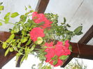 Rose Blaze Superior (2014, Sep.21)
