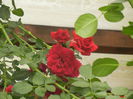 Rose Blaze Superior (2014, Oct.02)