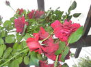 Rose Blaze Superior (2014, Oct.02)