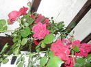 Rose Blaze Superior (2014, Oct.02)