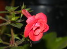 DSCN1036