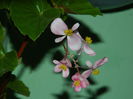 DSCN1038