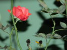 DSCN1059