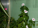 DSCN1090