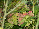 DSCN1109