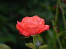 DSCN1110