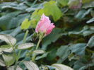 DSCN1132