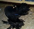 ROSTOV NEGRU