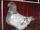 Vandut