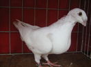 Vandut