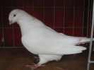 Vandut