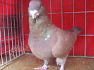 Vandut