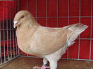 Vandut