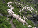 Oile in Pirinei
