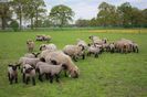Oi si miei Hampshire Down la camp