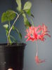 Hibiscus Schizopetalus