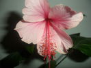 SAM_2858