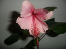 SAM_2859