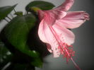 SAM_2861