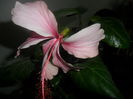 SAM_2873