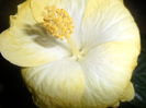 SAM_2878
