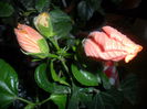 SAM_2881