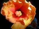SAM_2903