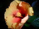 SAM_2905