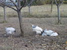 DSCN1328