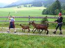 Fetele cu Alpinele