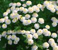 Chrysanthemum_DoubleWhiteZ-700x600