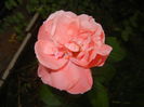 Rose Pleasure (2014, October 02)