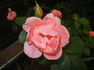 Rose Pleasure (2014, October 02)